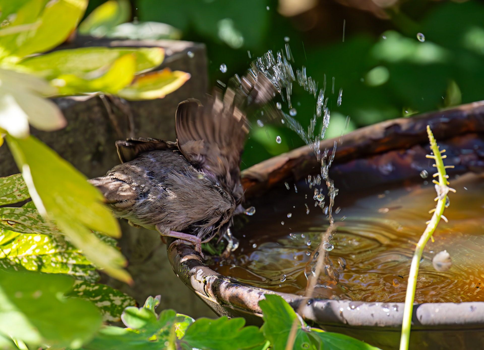 House Sparrows bathing in Livingston 12 July 2025