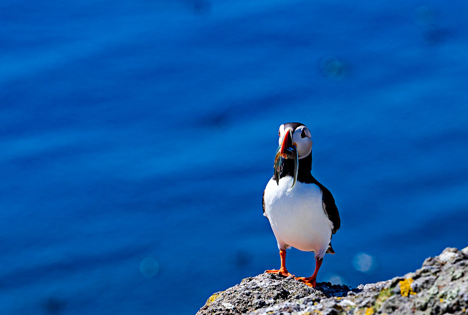 Puffin - Isle of May - 04 June 2022