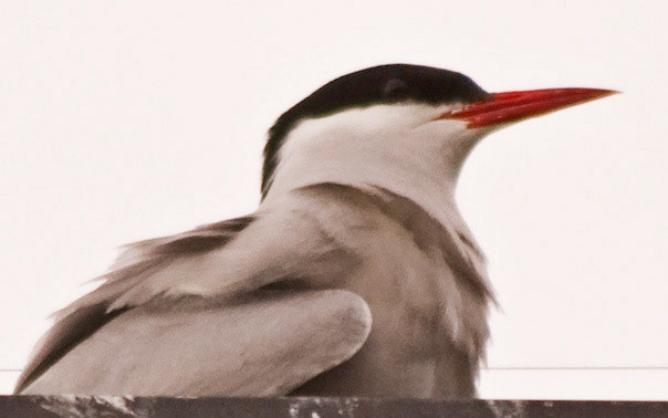 MontrosePlease see my other Photographs at: www.jamespdeans.co.uk