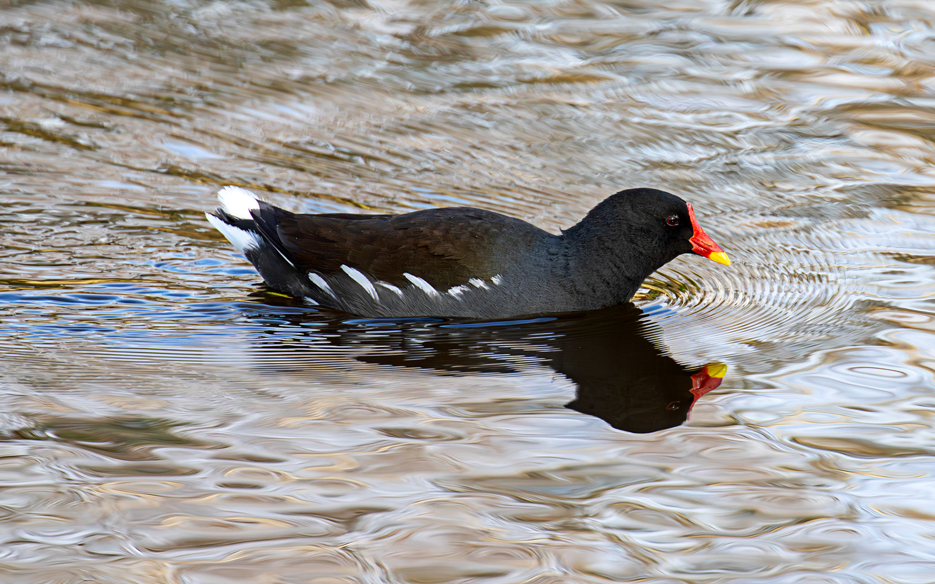 Moorhen, Maxwell Park, Glasgow - 24 Feb 2025