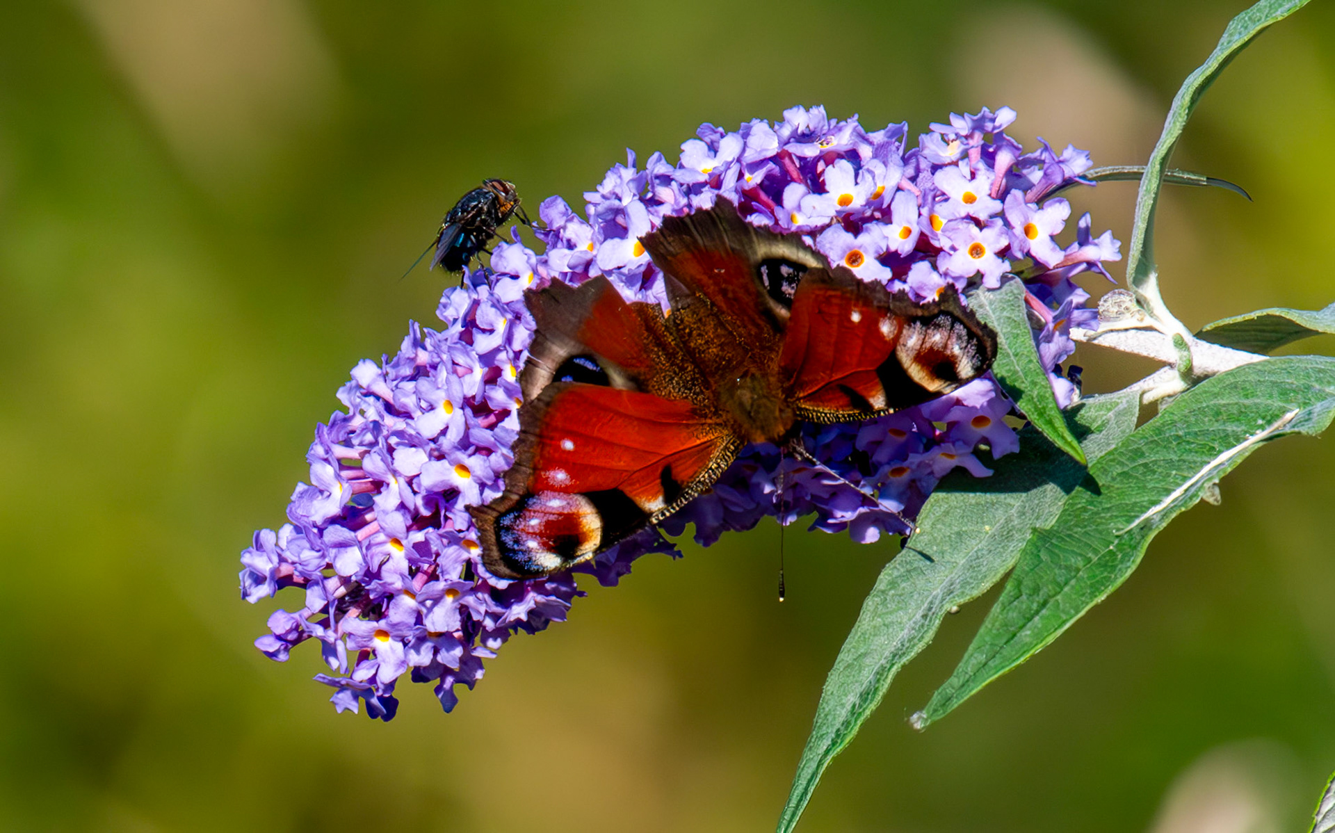 Peacock - RSPB Loch Leven 06 Sept 2024