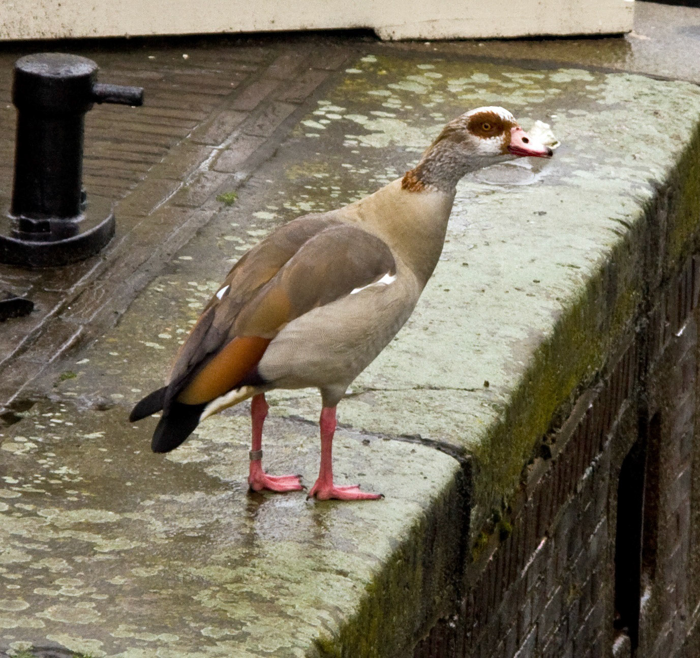 AmsterdamPlease see my other Photographs at: http://www.jamespdeans.co.uk/