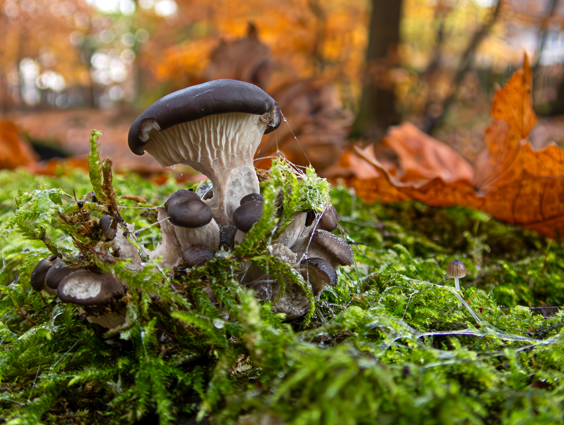 Oyster mushrooms (Pleurotus ostreatus) and tiny Mycena galopus (milking bonnet) Deans Woods 08 November 2025