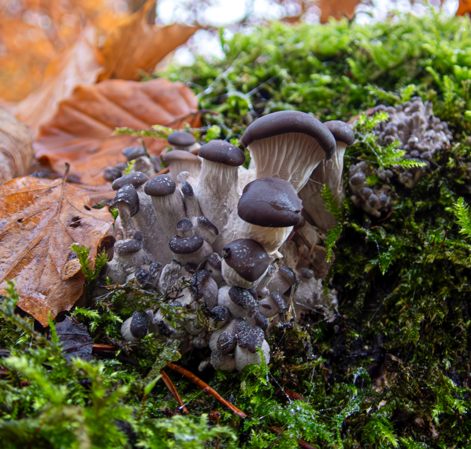 Oyster mushrooms (Pleurotus ostreatus) Deans Woods 08 November 2025
