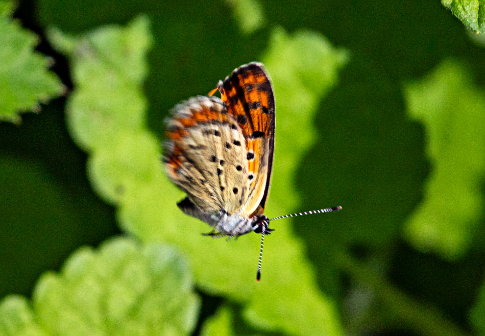 Monteriggioni 22 June 2024