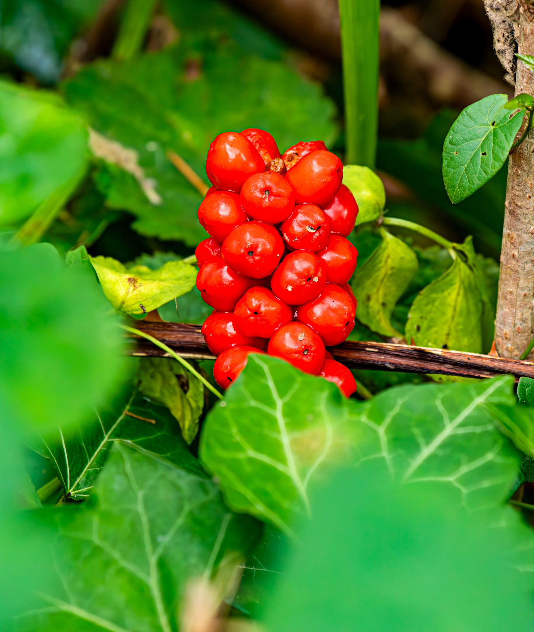 Barge Canal Romsey 26 July 2025