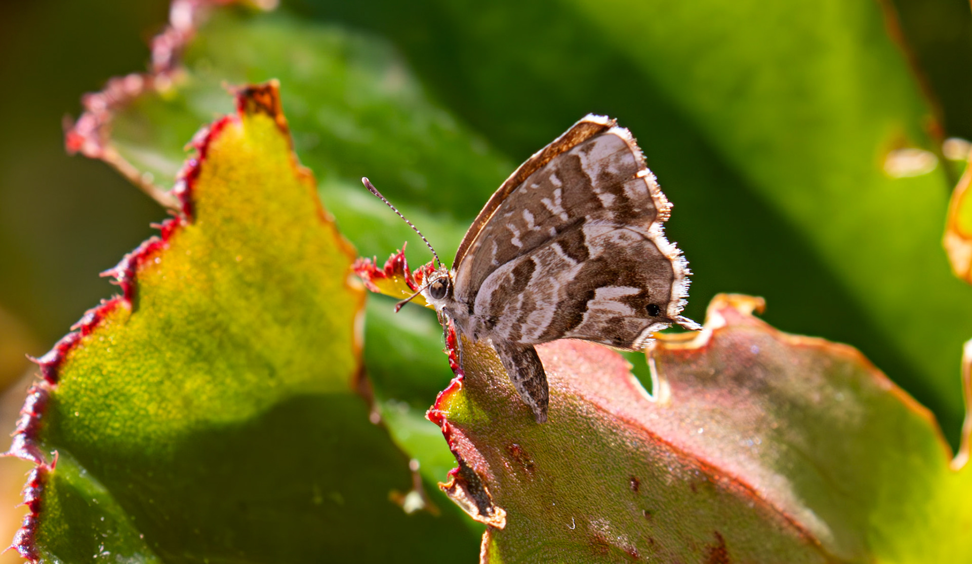 Geranium Bronze Butterfly (Cacyreus marshalli) Portofino 07 Sept 2025