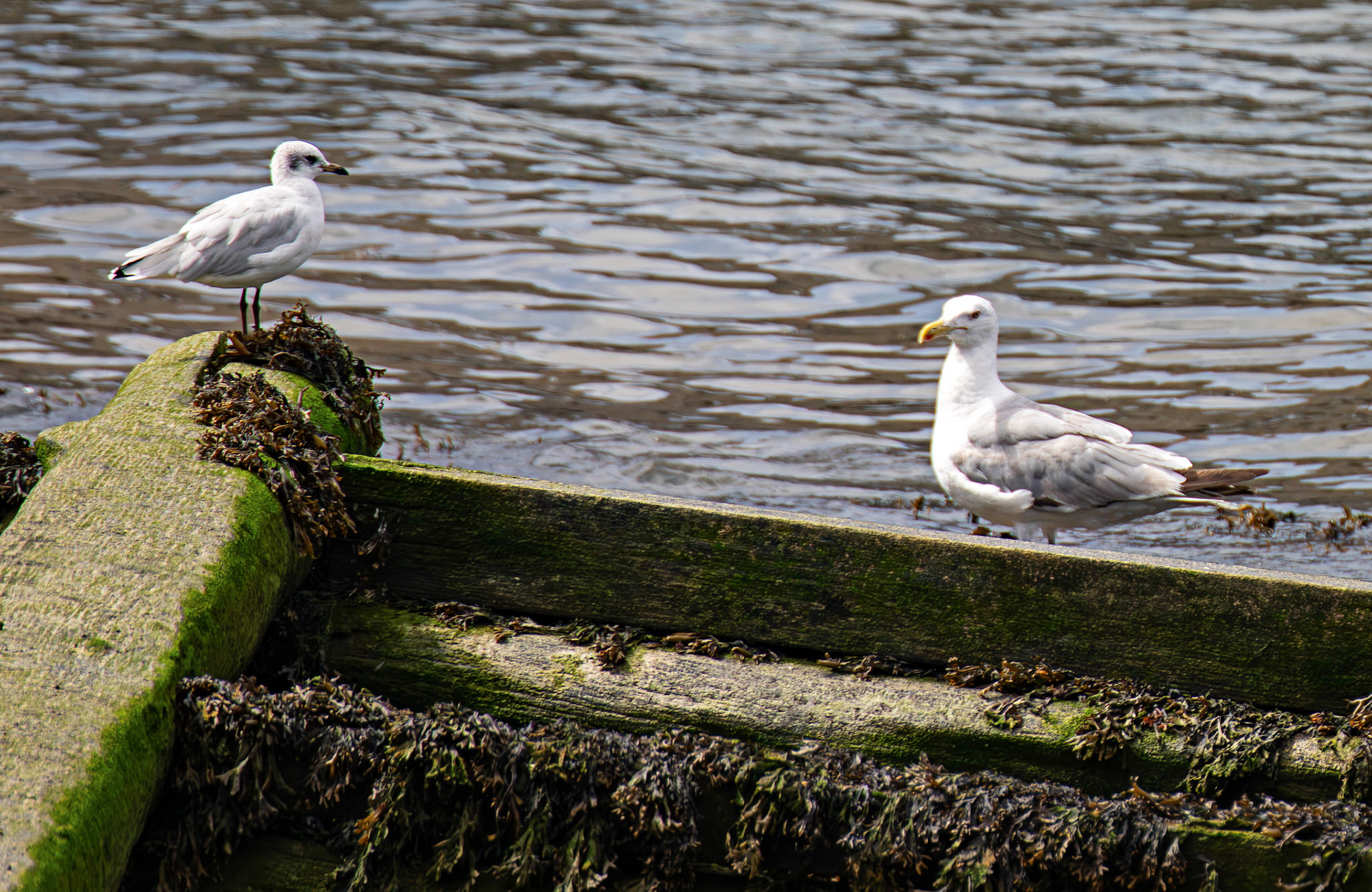 Mediterranean Gull &amp; Yellow Legged Gull - Porto 19 August 2026