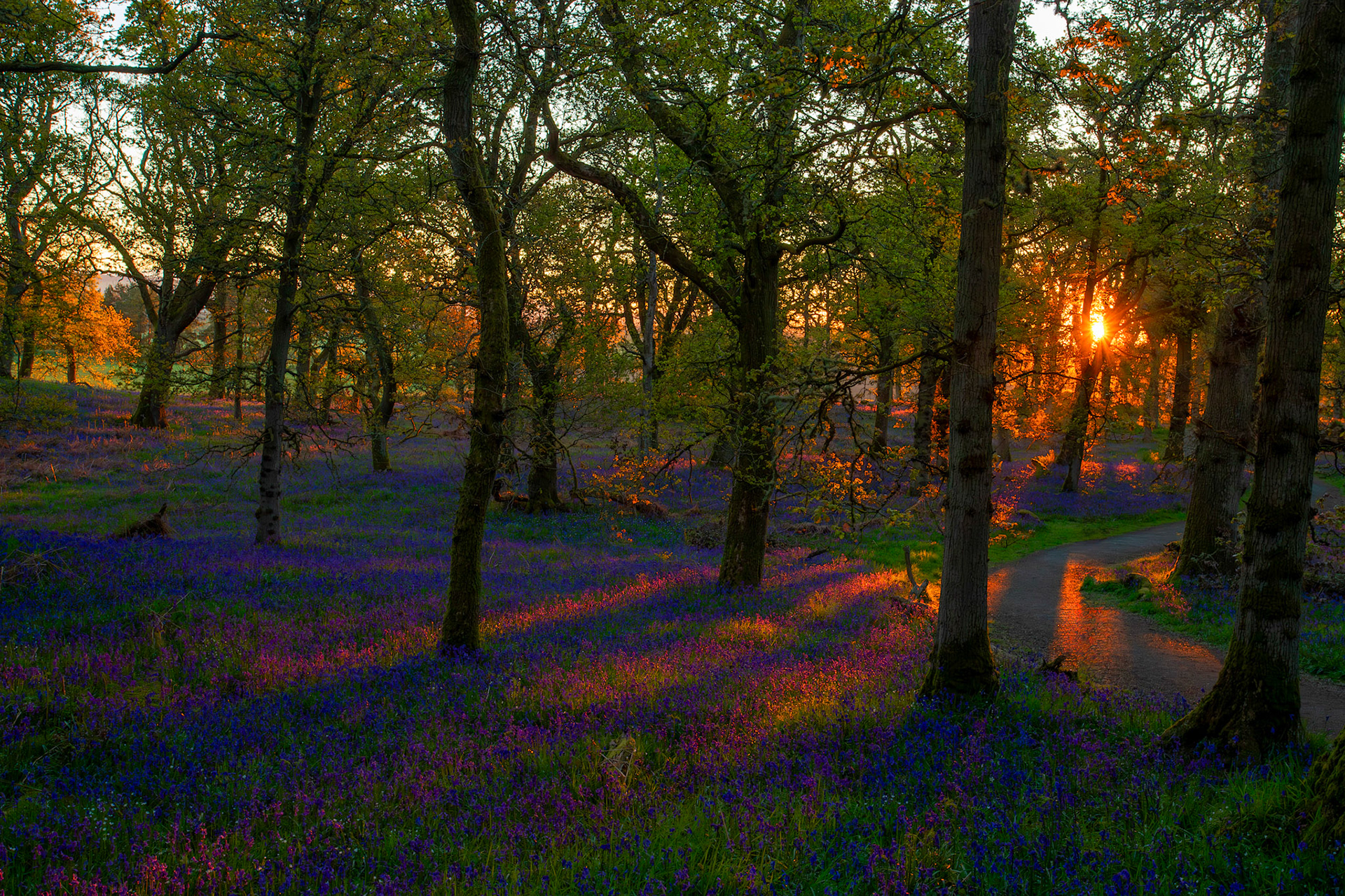 Kinclaven Bluebell Woods 16 May 2026