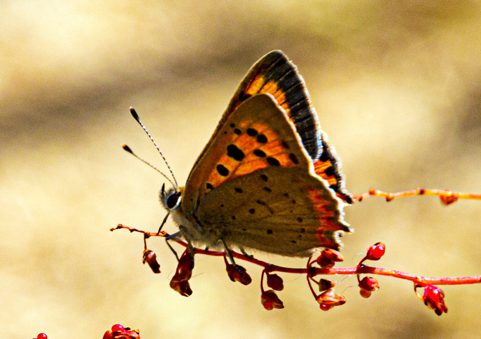 Mottistone IOW 16 July 2022