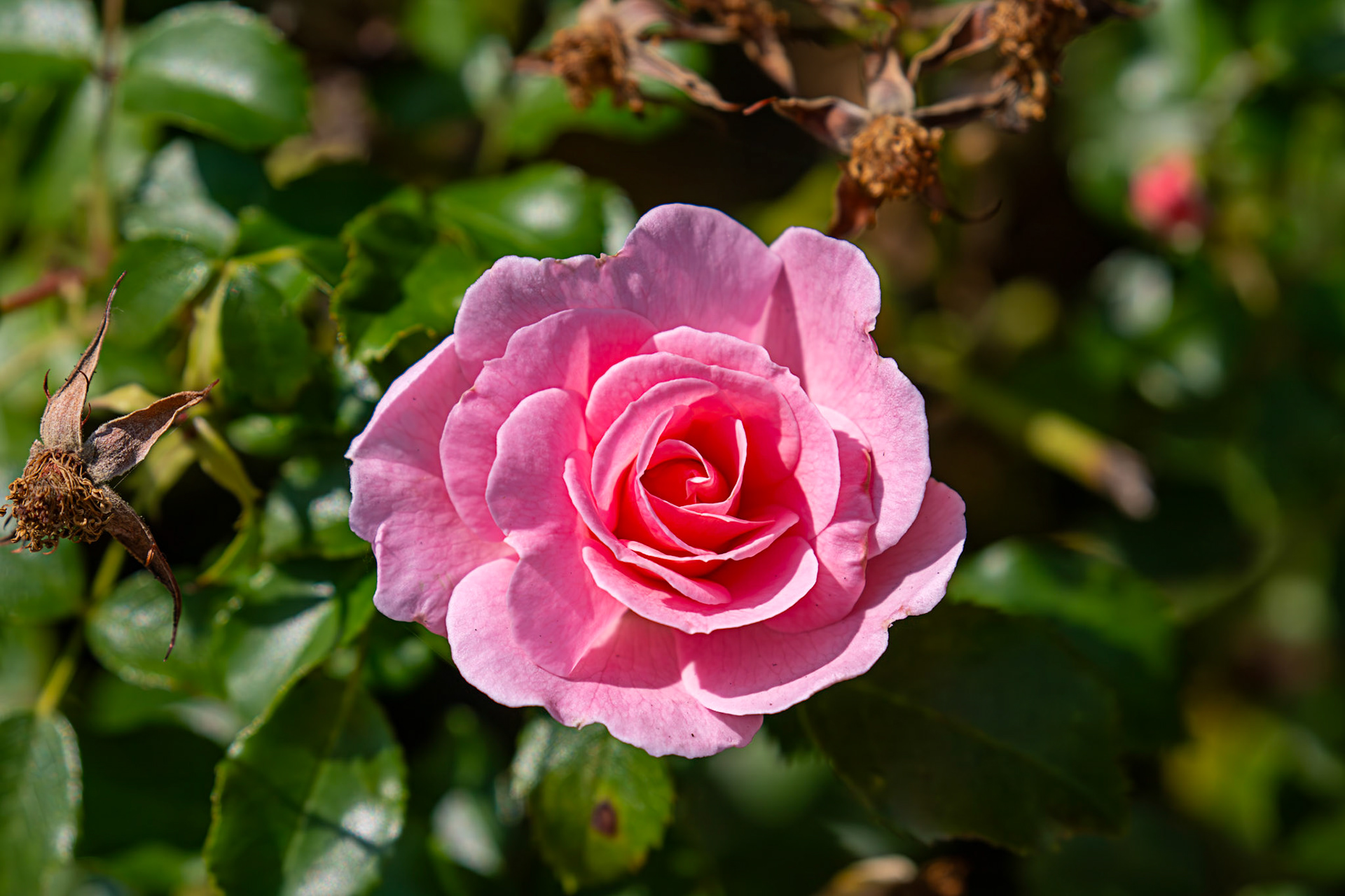 Rose Burnham 06 August 2025