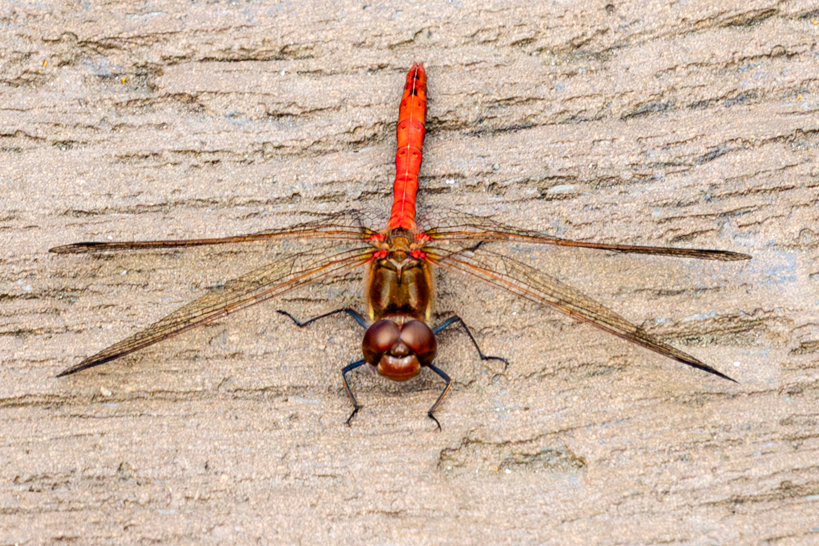 RSPB Loch Lomond 03 August 2024