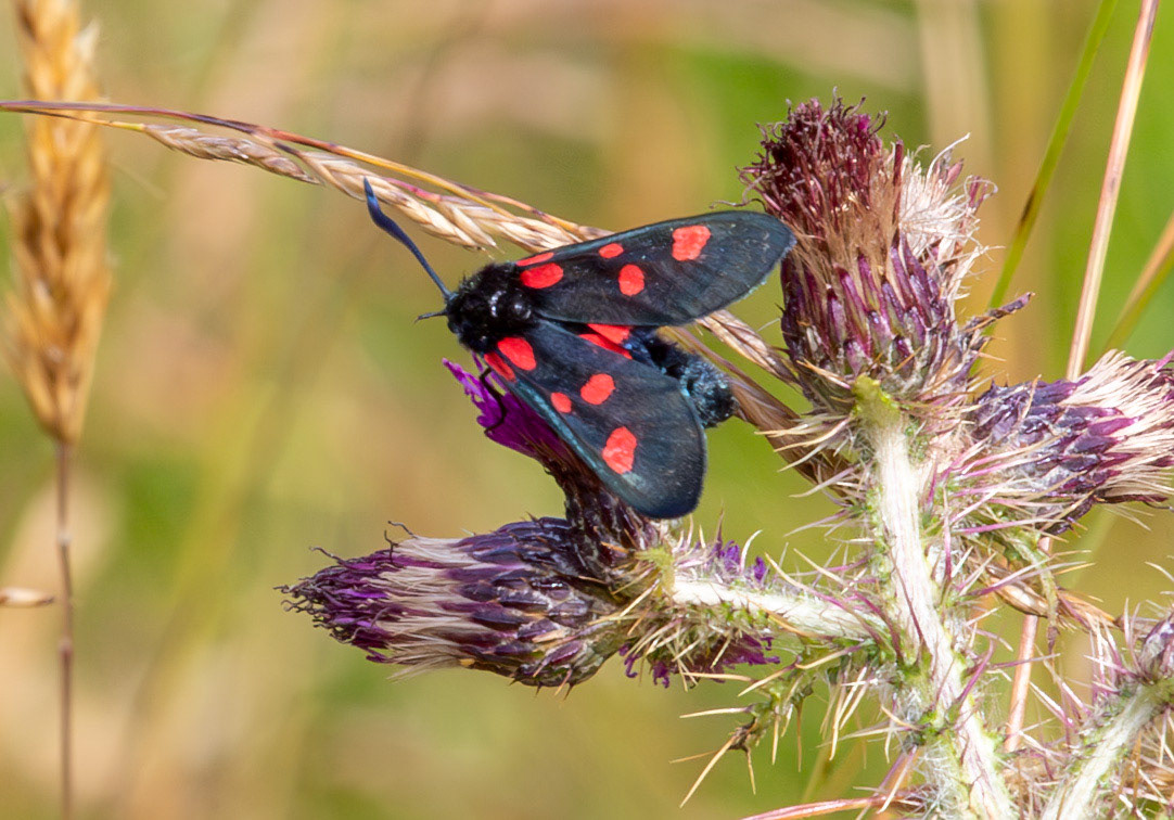 Herperrig Insects 23 July 2024