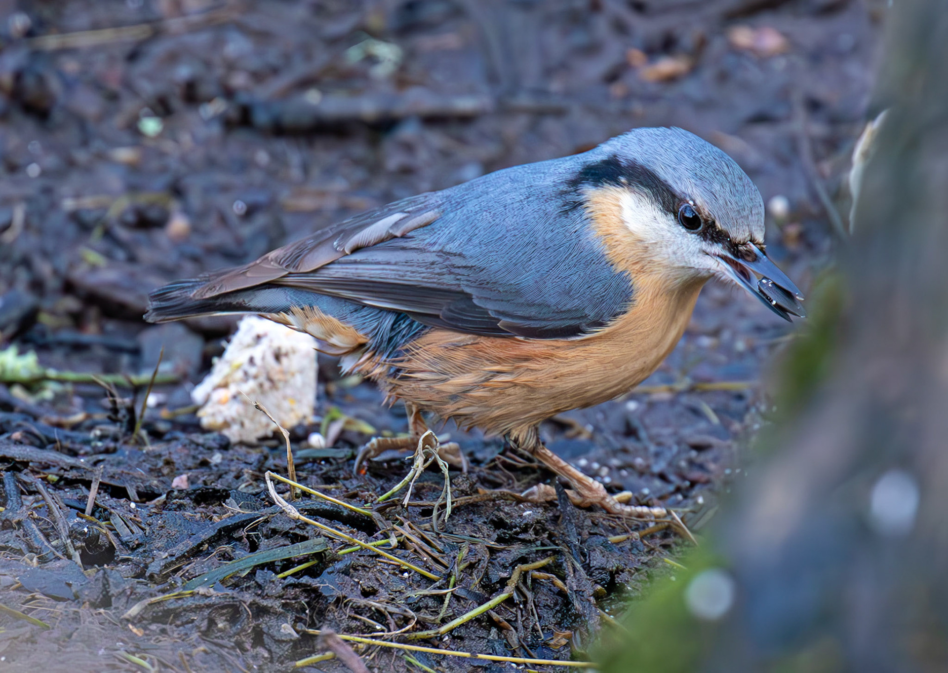 Nuthatch - Bavelaw Marsh 16 January 2026