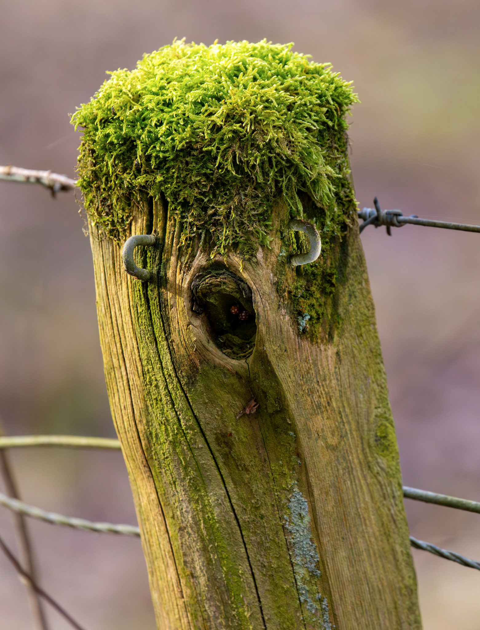 Murieston 27 February 2026