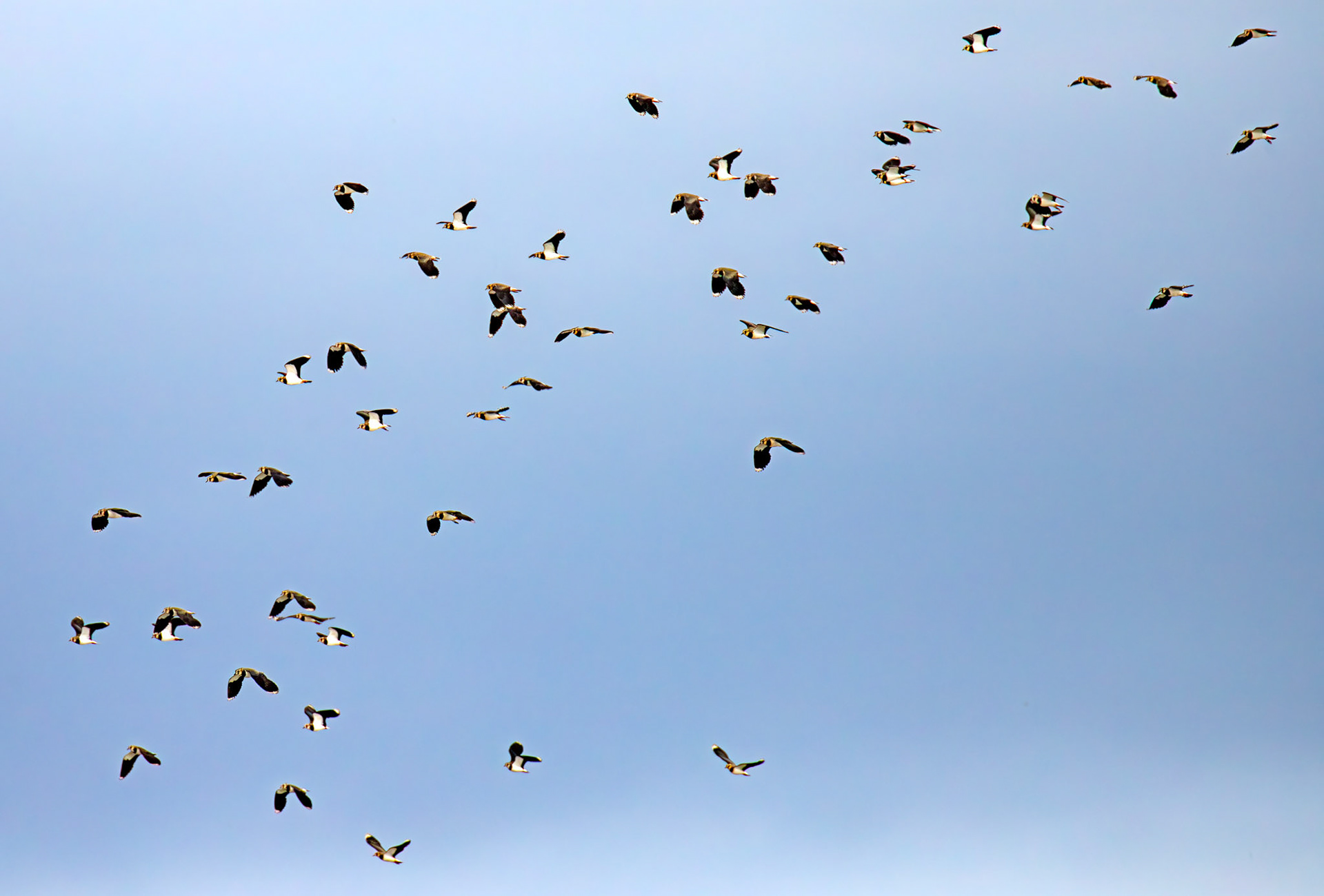 Lapwings - Birthwatching at Cramond 18 October 2024