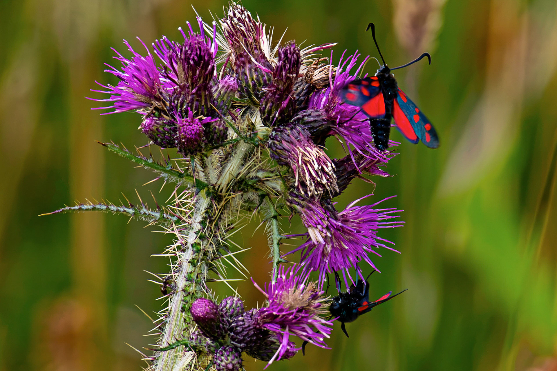 Six-spot burnet moth (Zygaena filipendulae) - Harperrig 14 July 2026