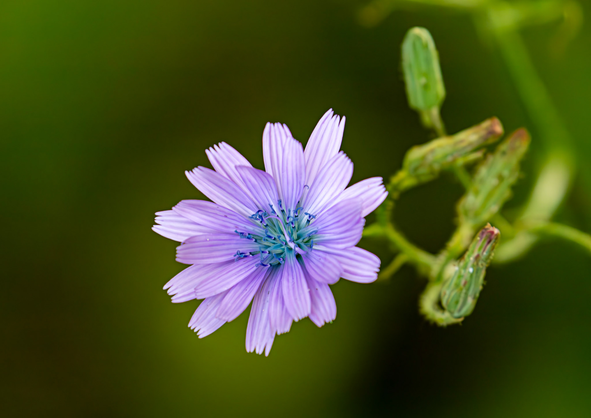 Blue Sowthistle (Cicerbita macrophylla) Linlithgow 02 August 2025