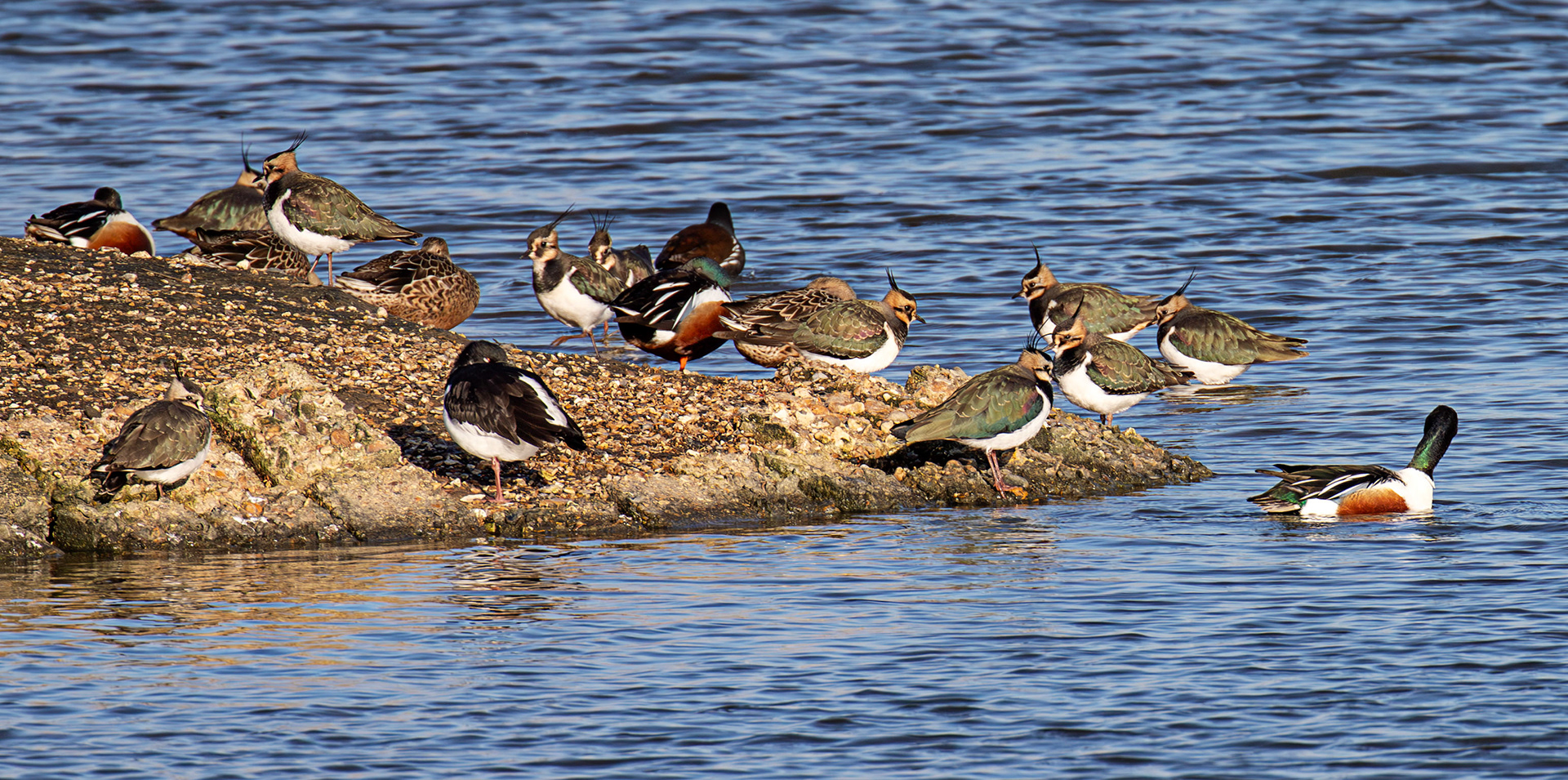 Lapwing &amp; Shoveller at Titchfield Haven 02 January 2025