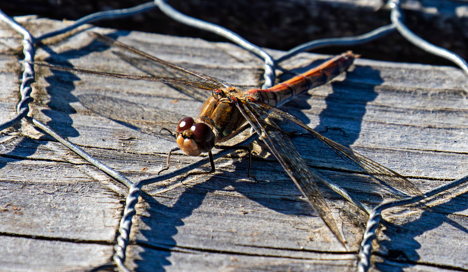 Common Darter - Sympetrum striolatum - Bavelaw 25 Sep 2025