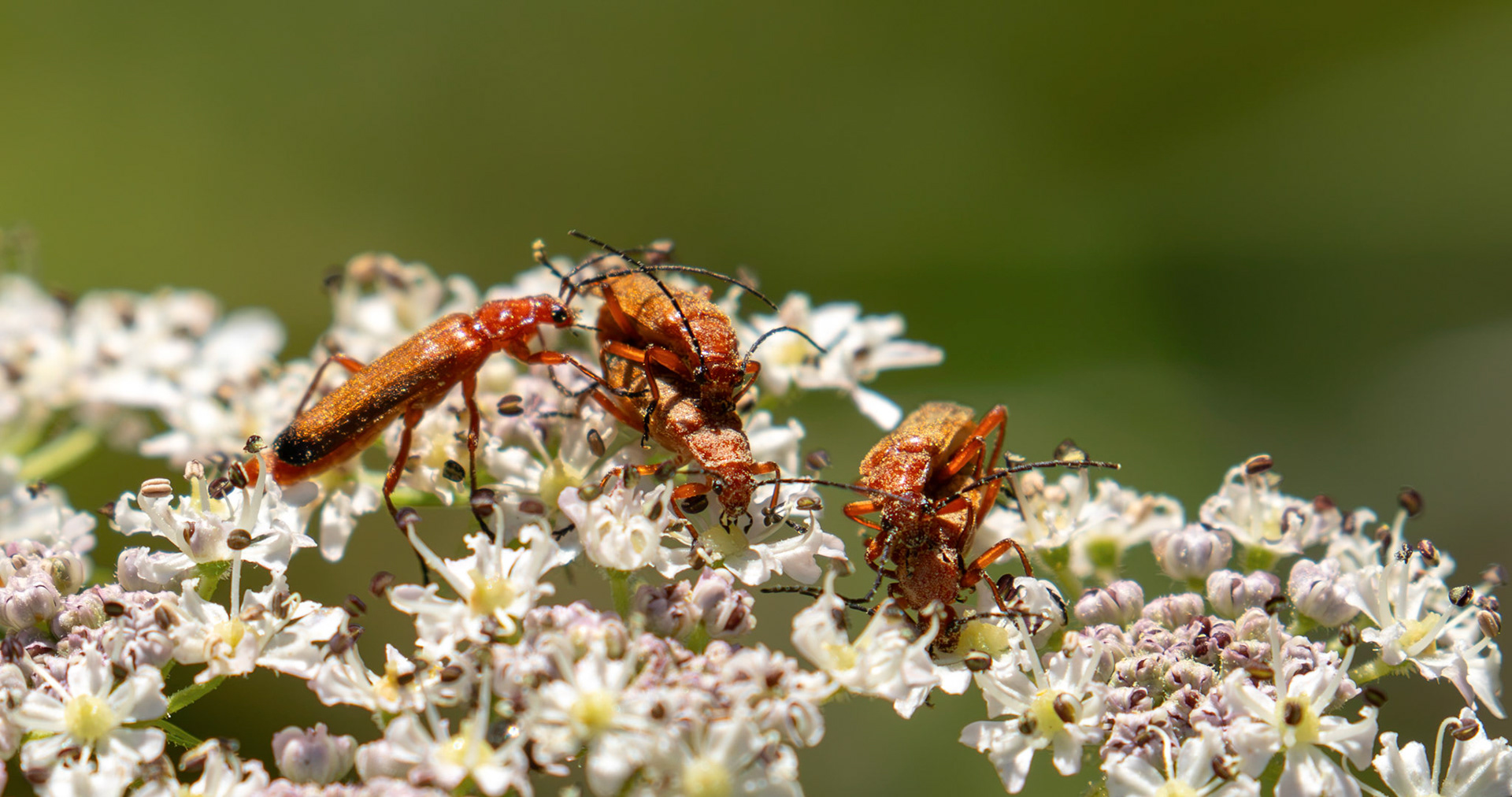 Soldier Beetles - Howden Walled Garden 15 July 2026
