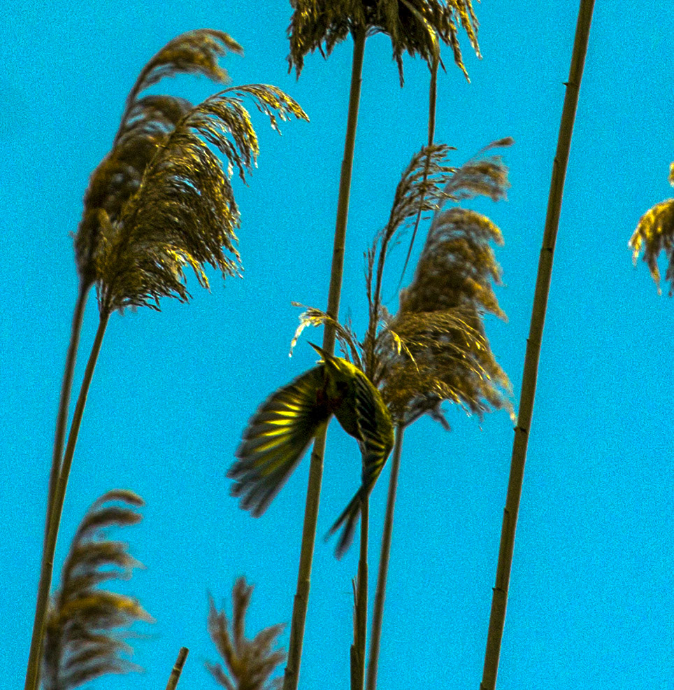 Parc Natural de s'Albufera de MallorcaPlease see my other Photographs at: www.jamespdeans.co.uk