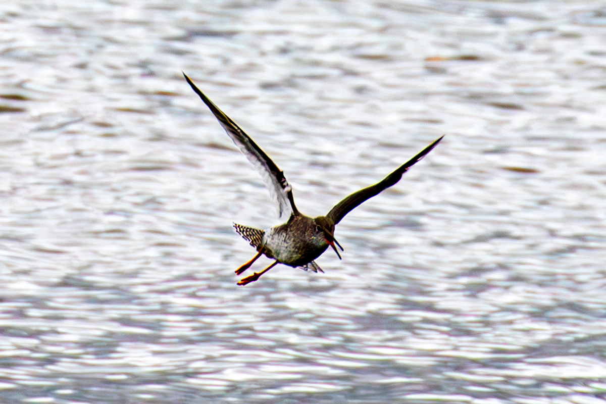 Common Redshank. Birthwatching at South Queensferry 18 October 2024