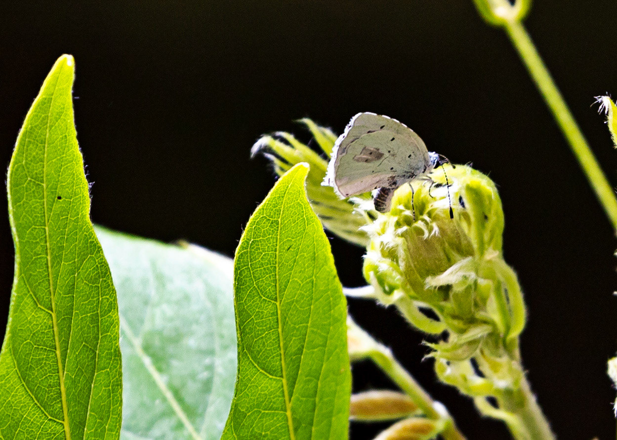Butterflies in Siena Botanics 19 June 2024