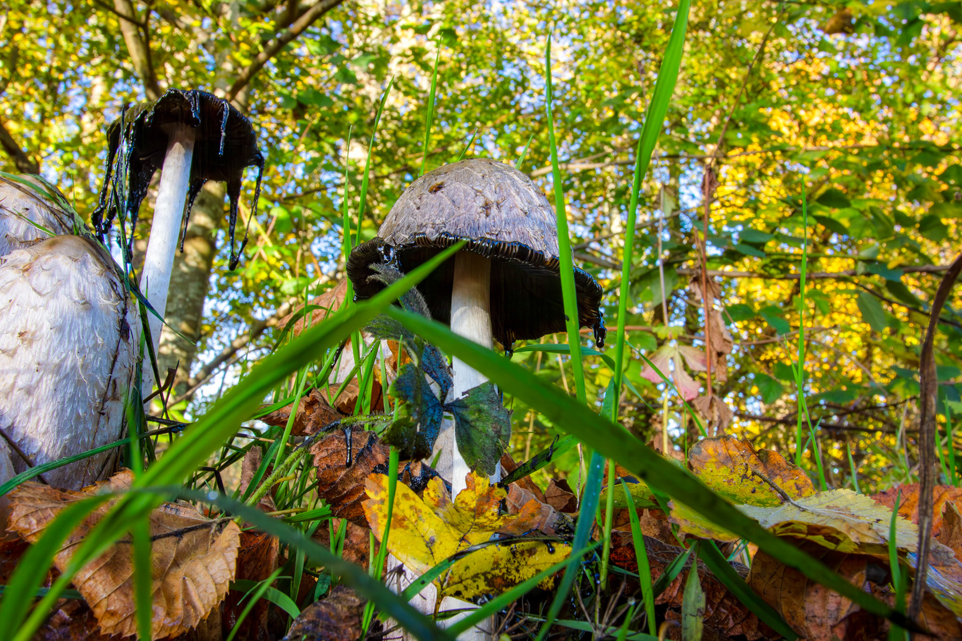 Shaggy Ink Cap - Coprinus comatus, Almondell at East Calder 27 October 2025