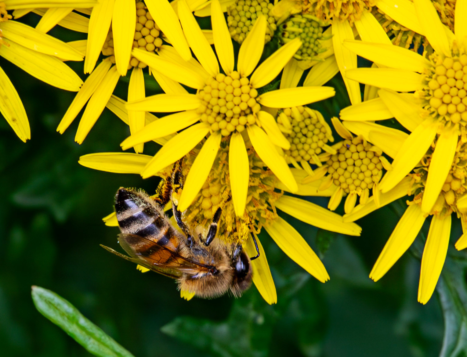 Insects in Livingston 22 July 2024