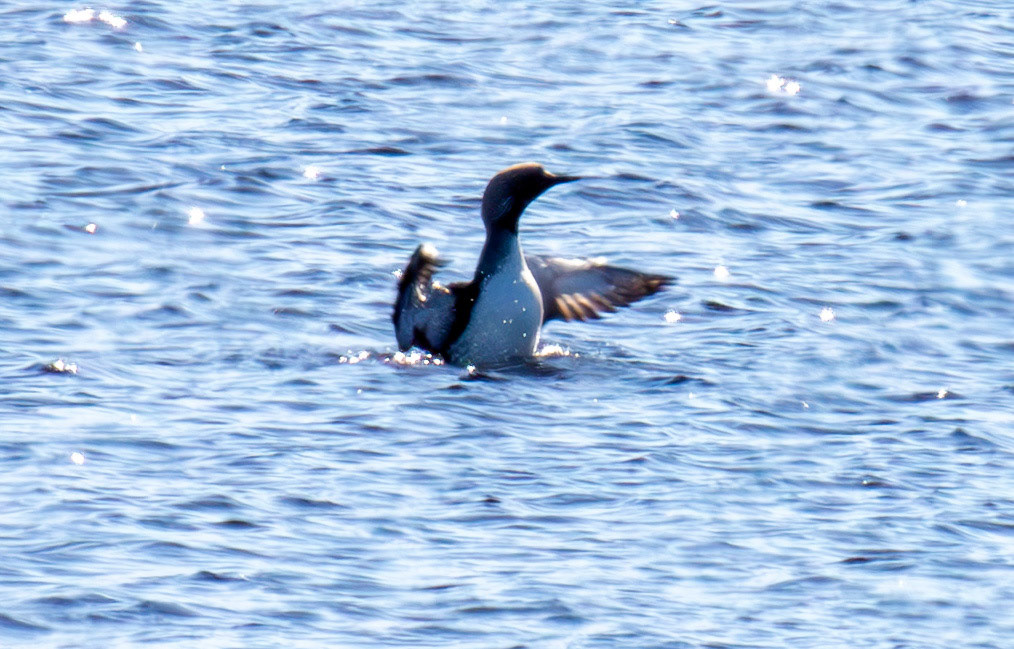 Loch Crocach 30 April 2026