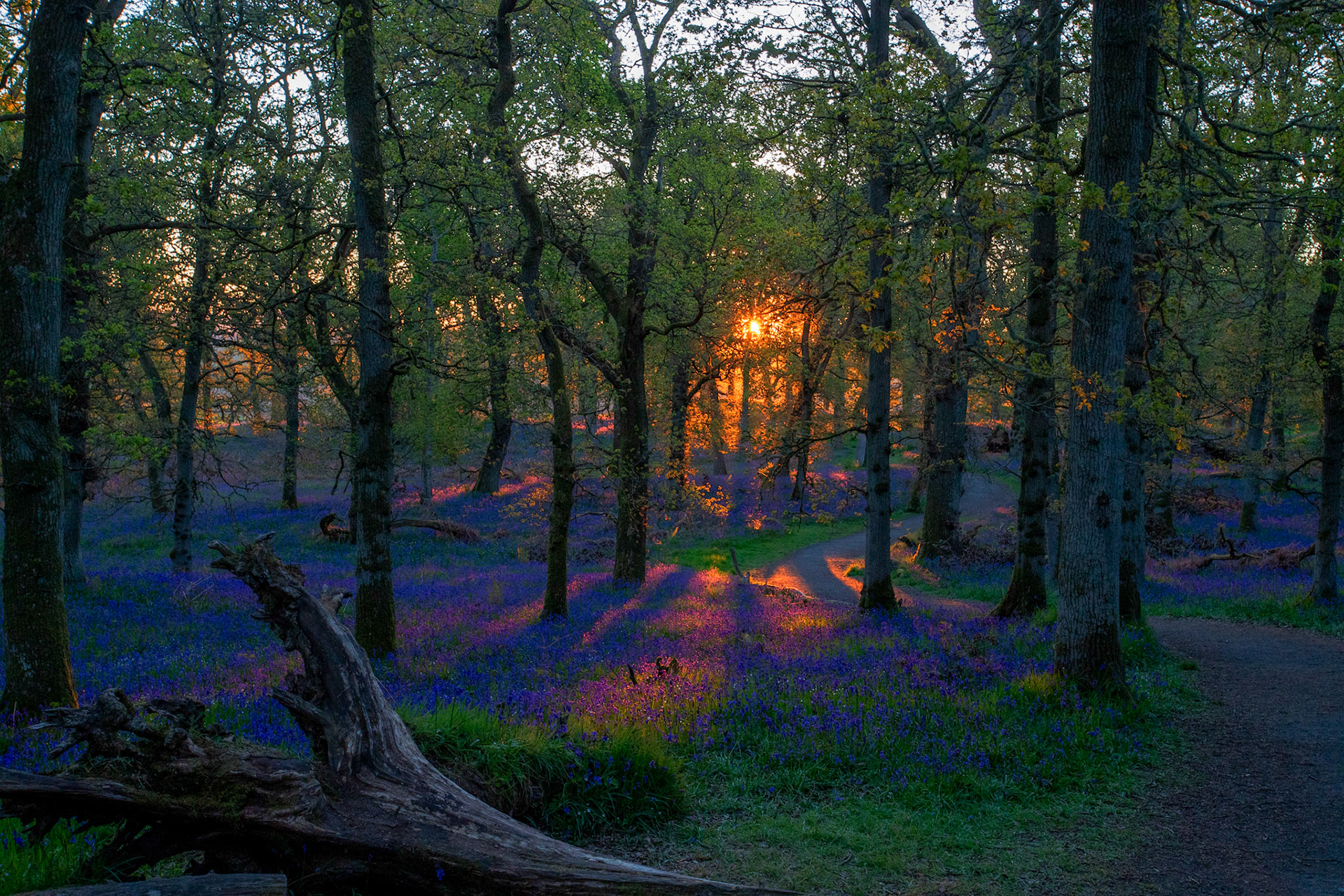 Kinclaven Bluebell Woods 16 May 2026