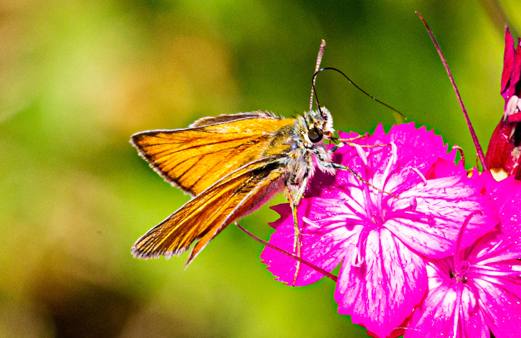 Mottistone IOW 16 July 2022