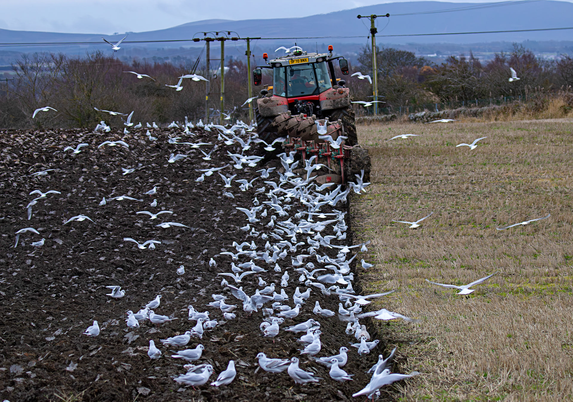 271 Black-Headed Gulls &amp; Herring Gulls. Ploughing at Niddry Castle 04 December 2024