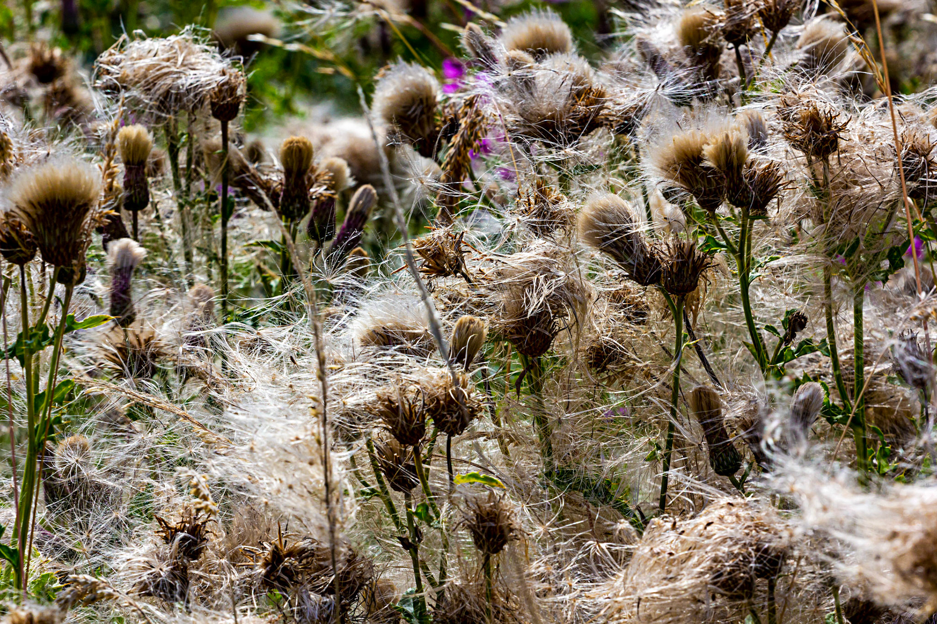 I spent an amazing few hours at Scottish Lavender Oils. They are so dedicated to nature and not to profit!