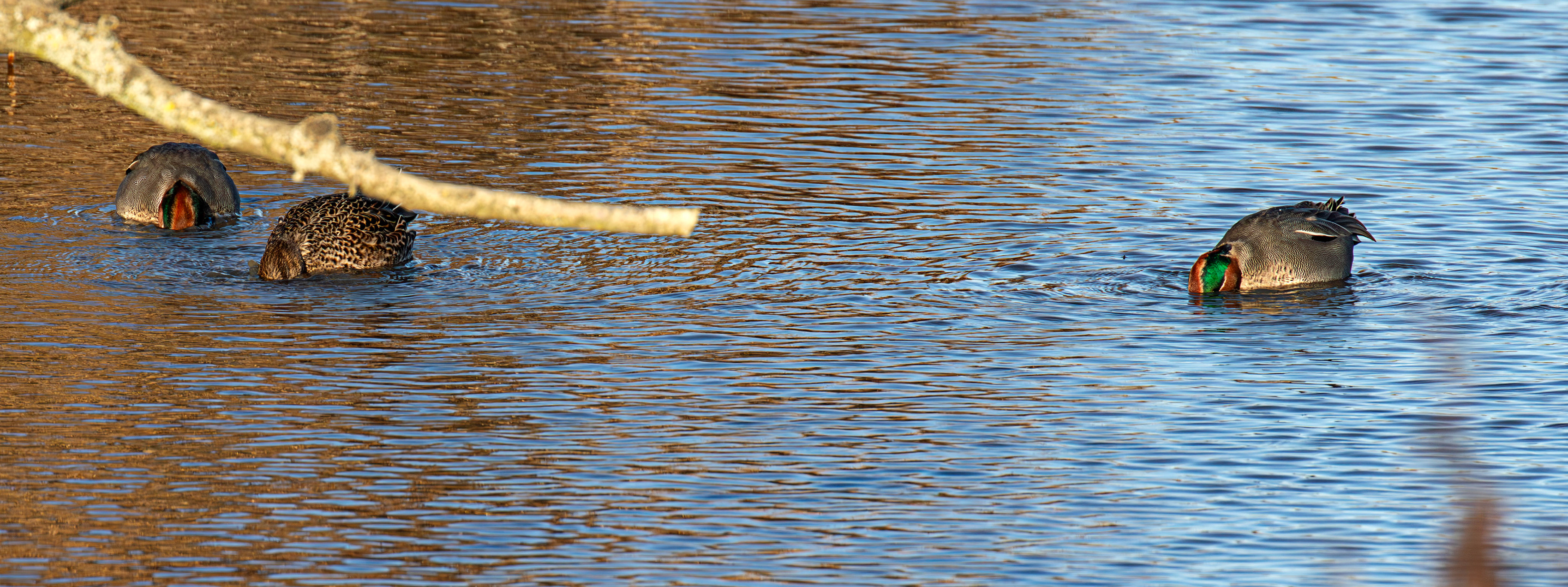 Teal at Titchfield Haven 02 January 2025