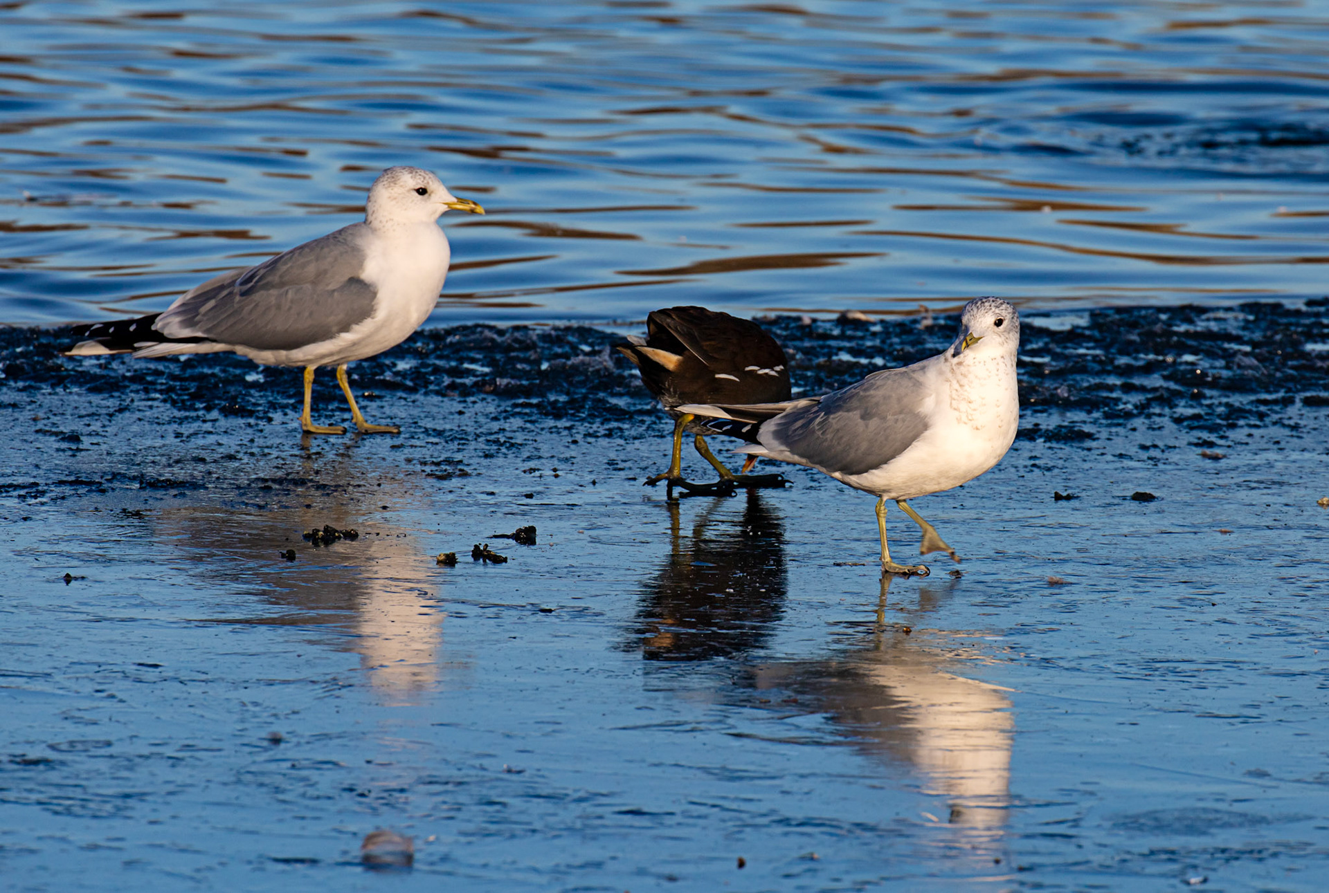 Common Gulls and Moorhen at Hogganfield Loch 10 January 2025