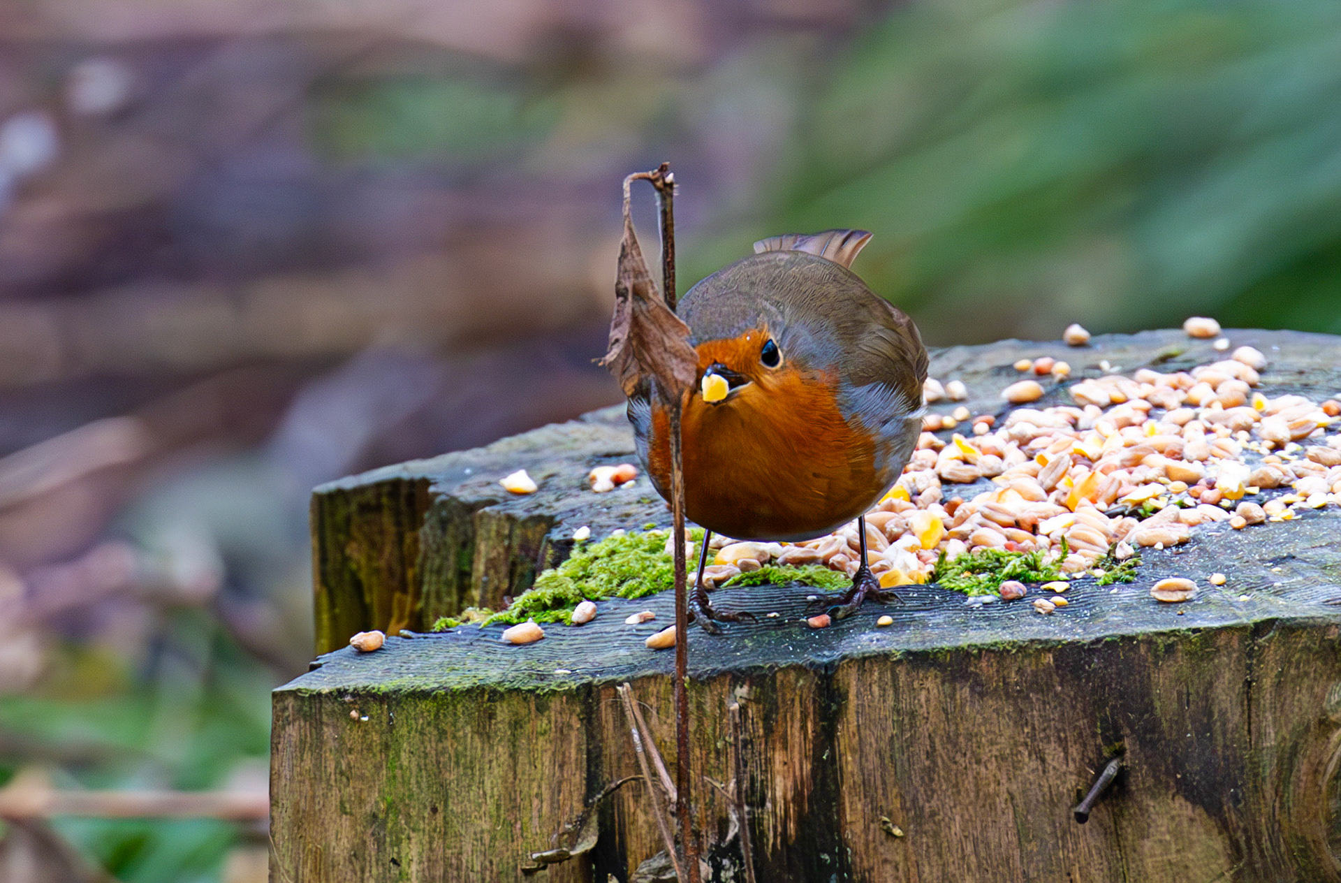 Robin - Big Garden Birdwatch 2025 - Howden Park Walled Garden 26 January 2025