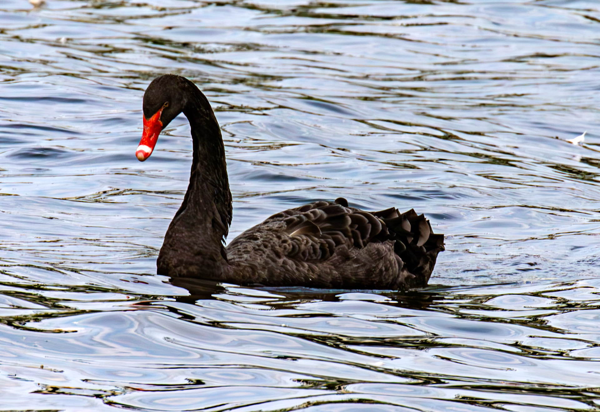 Windsor 06 August 2025