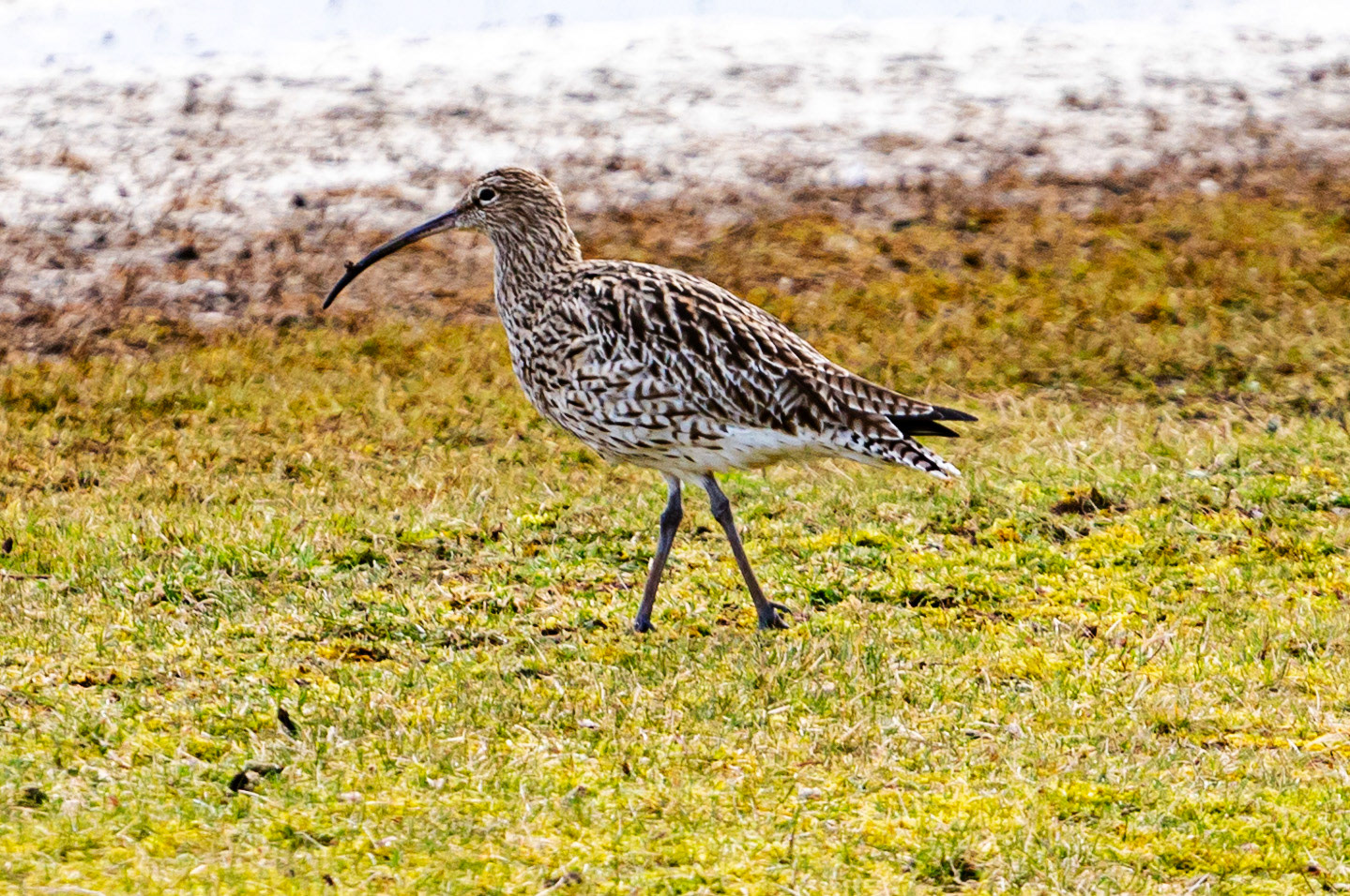 Musselburgh Lagoons 5 March 2024