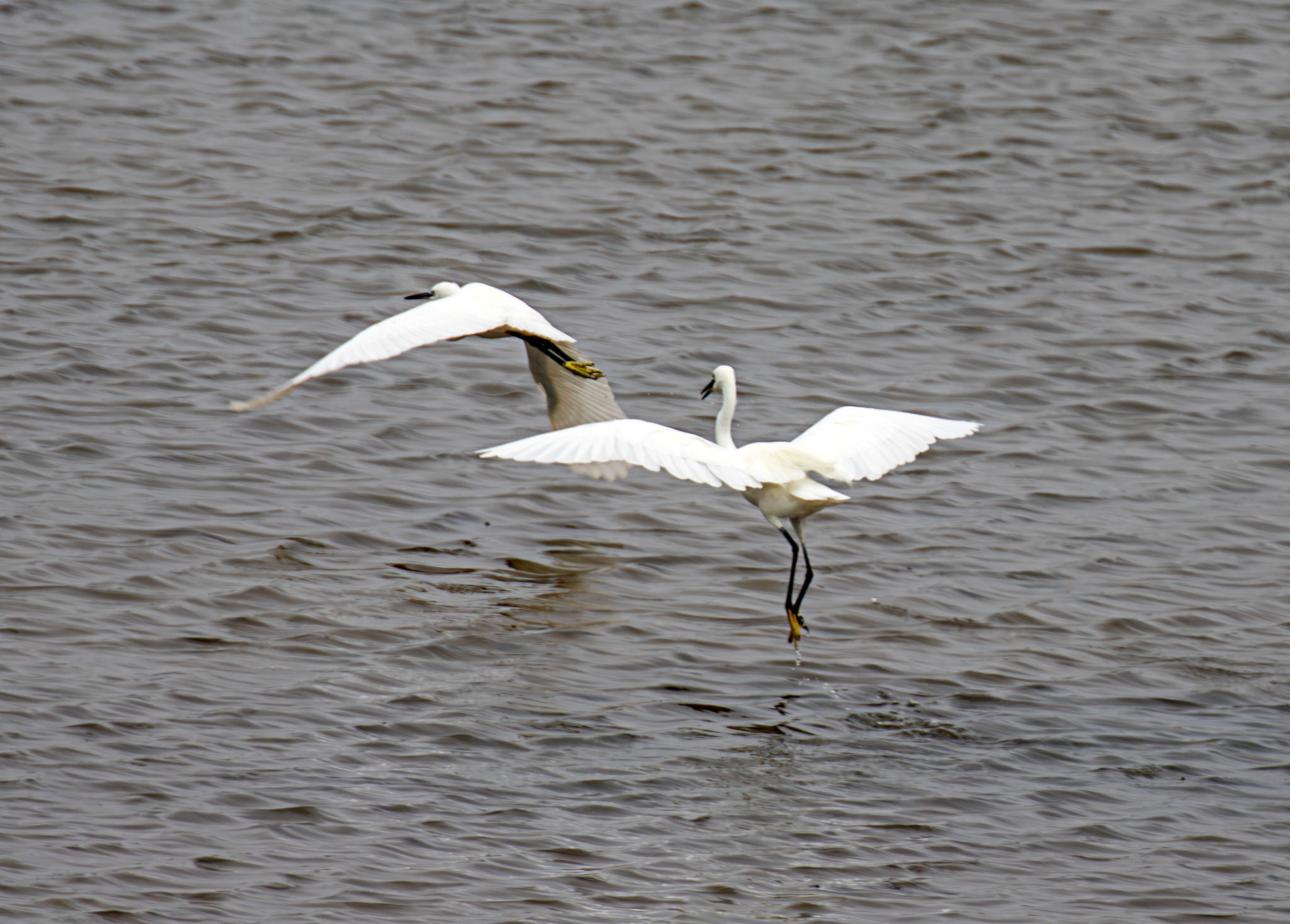 Little Egret - Reserva Natural do Estuario do Douro 20 August 2026