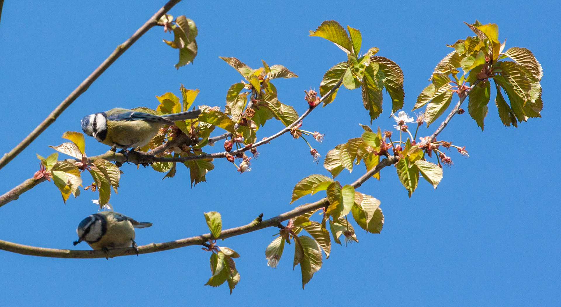 Blue tit in trees near Linlithgow Loch. 10 May 2016. Please see my other bird Photographs at:http://www.jamespdeans.co.uk/p335071268