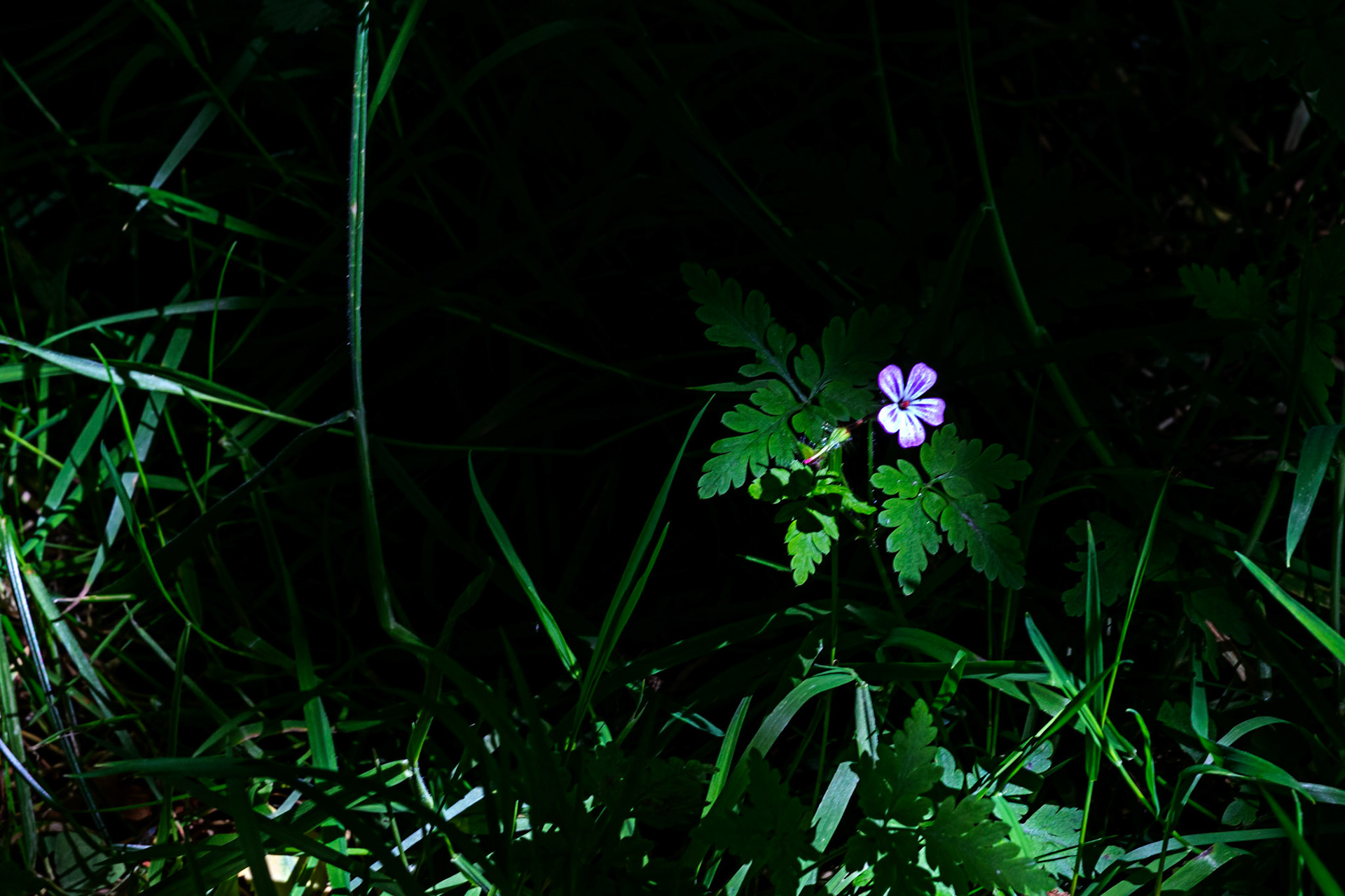 Wild Flower in Livingston 08 July 2024