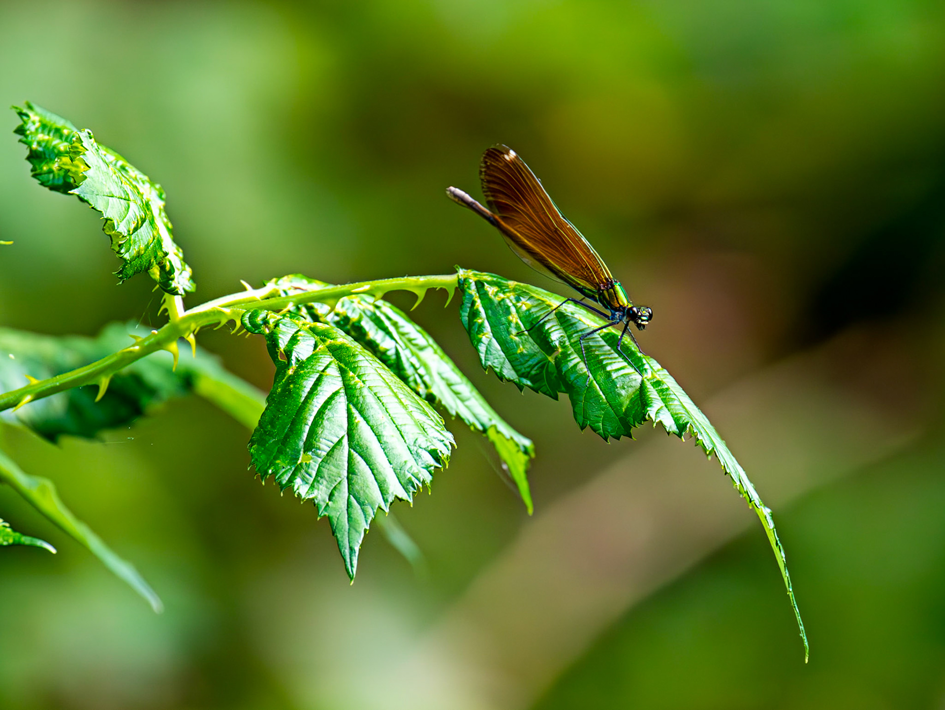 Beautiful Demoiselle (Calopteryx virgo) Barge Canal Romsey 26 July 2025