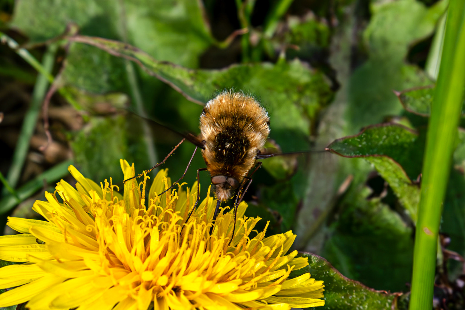 Whitehouse Wood near Kelty 20 April 2025