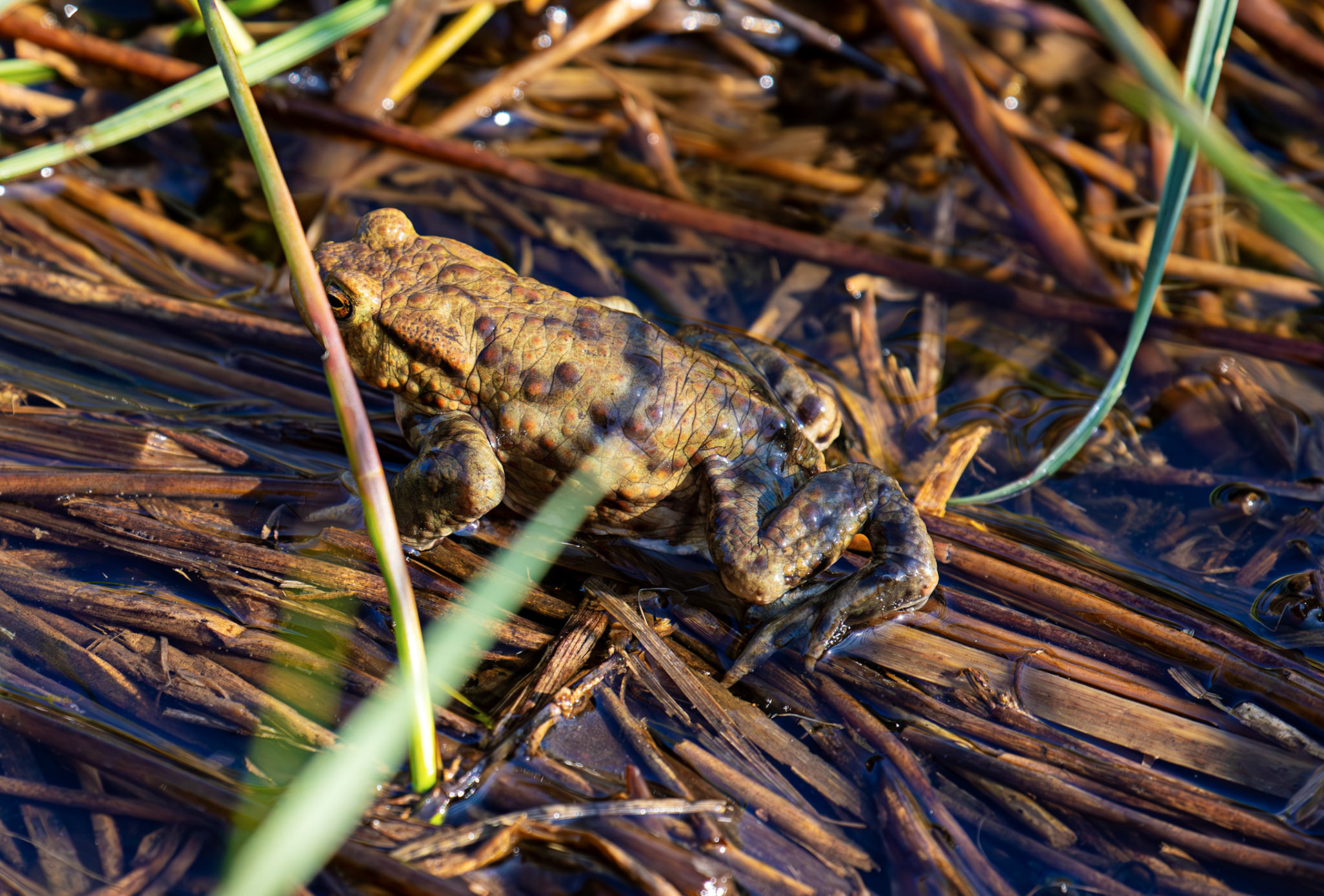 Common Toads mating at Black Devon Wetlands 20 March 2026