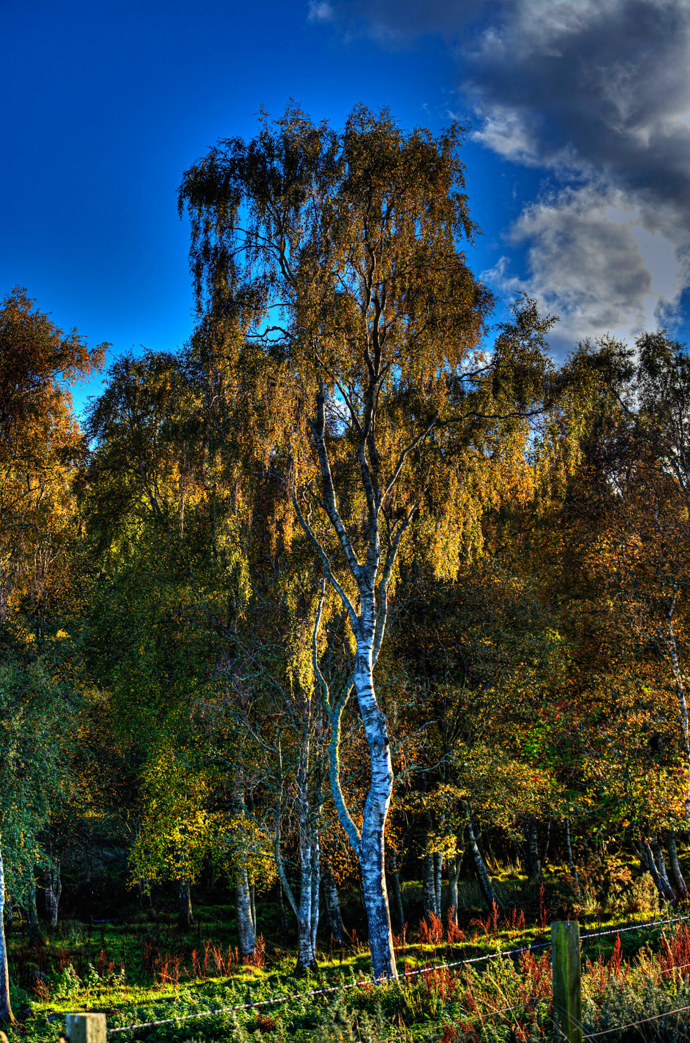 Autumn in Aberdeenshire 14 to 16 October 2022