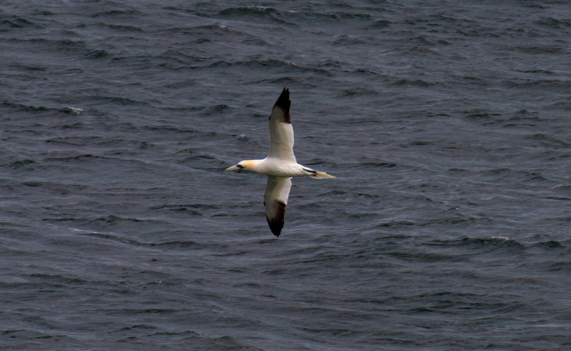 Northern Gannet - Tantallon Castle 04 July 2026