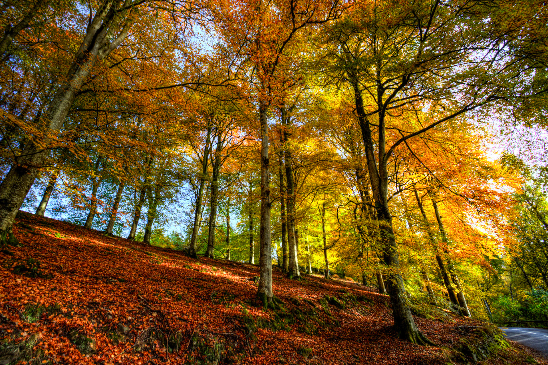 Dunkeld. Autumnal Tour around Perthshire 19 October 2024