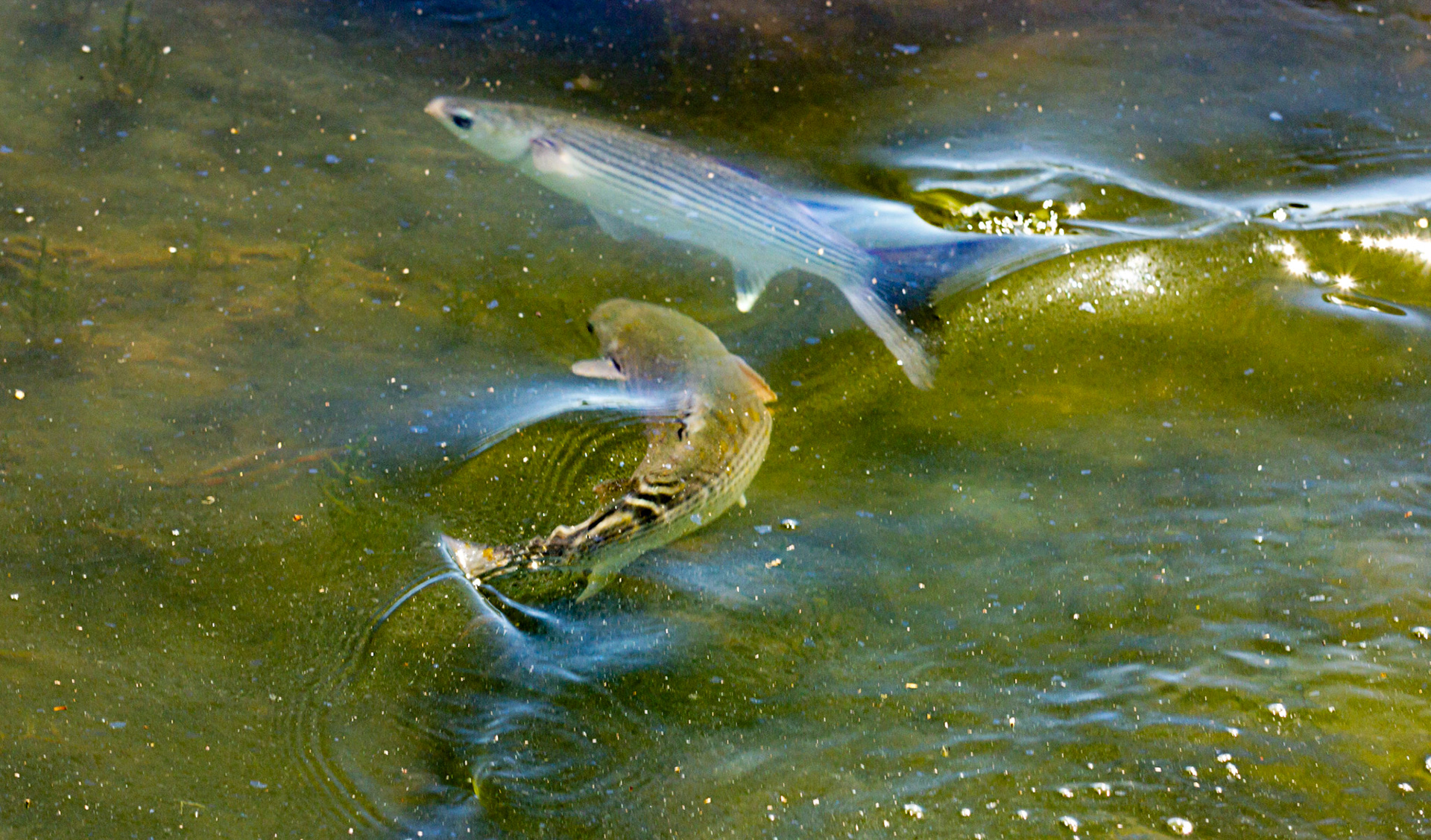 Mullet Spawning at Newtown IOW 14 July 2022